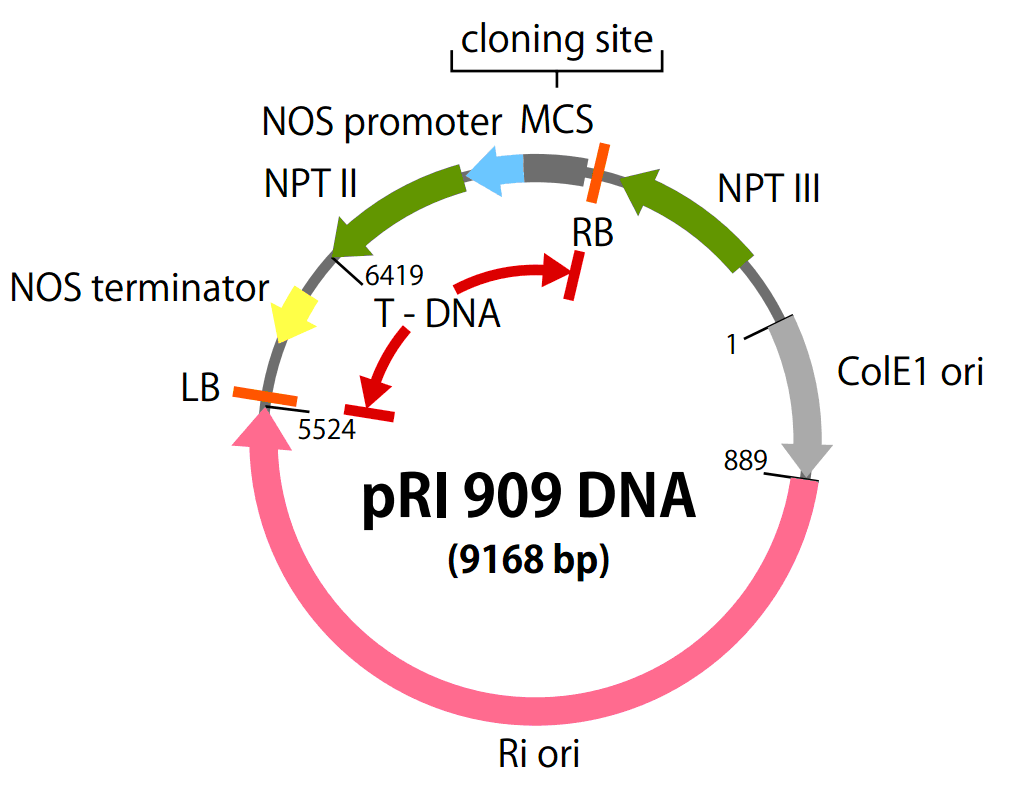 pRI909载体图谱